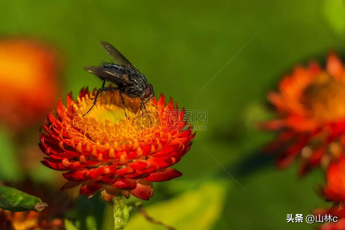各种各样的鲜花尽情开放争芳斗艳,各种颜色的鲜花开得好美丽动人