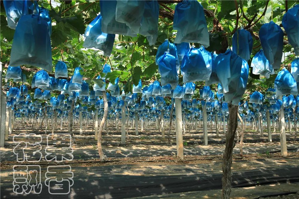 农业创收有妙招,农业应该怎么赚钱