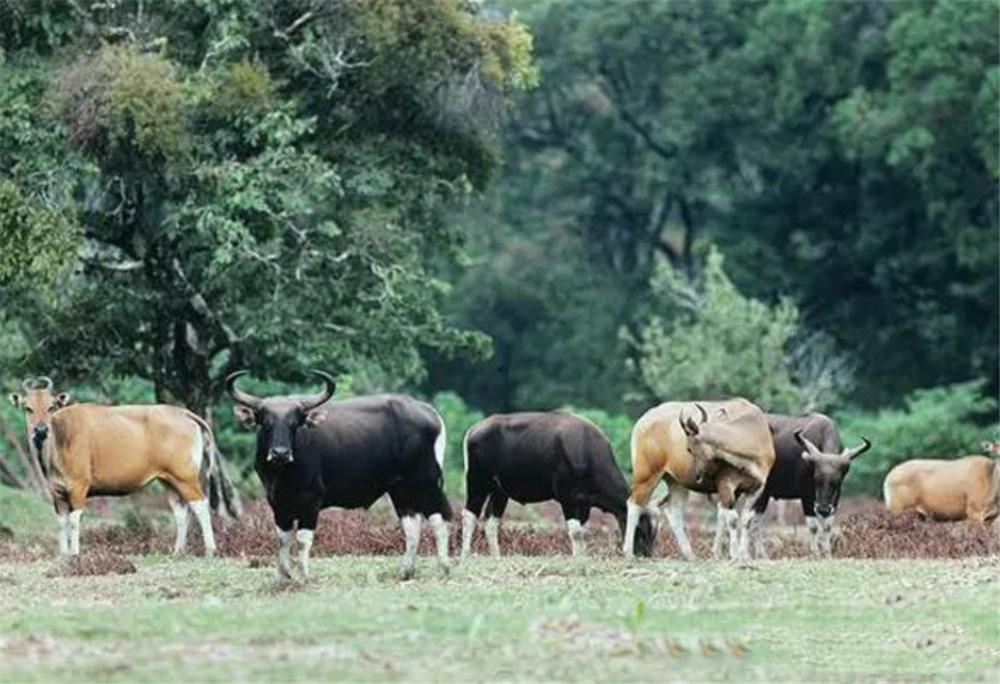 被遗忘的巨兽云南白肢野牛,野生白犀牛灭绝了吗