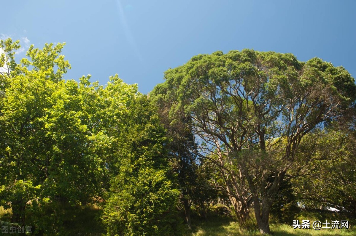 林权证抵押个人合法吗,林权证可以抵押