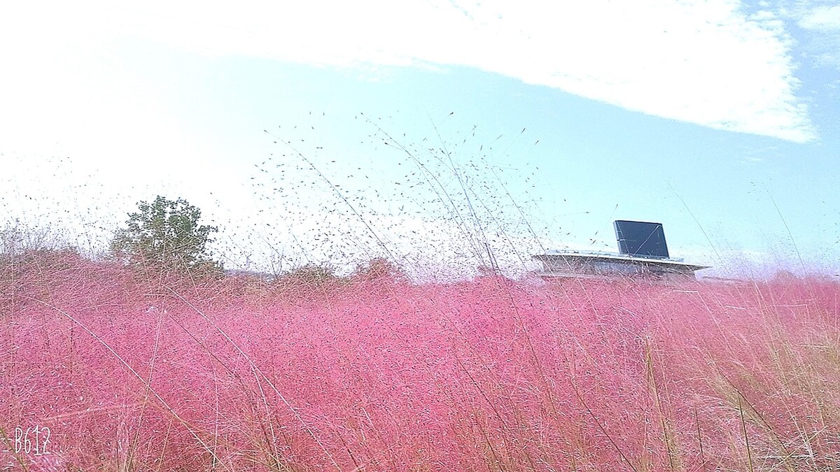 南京周边可以生火露营的地方,南京江心洲露营地点推荐