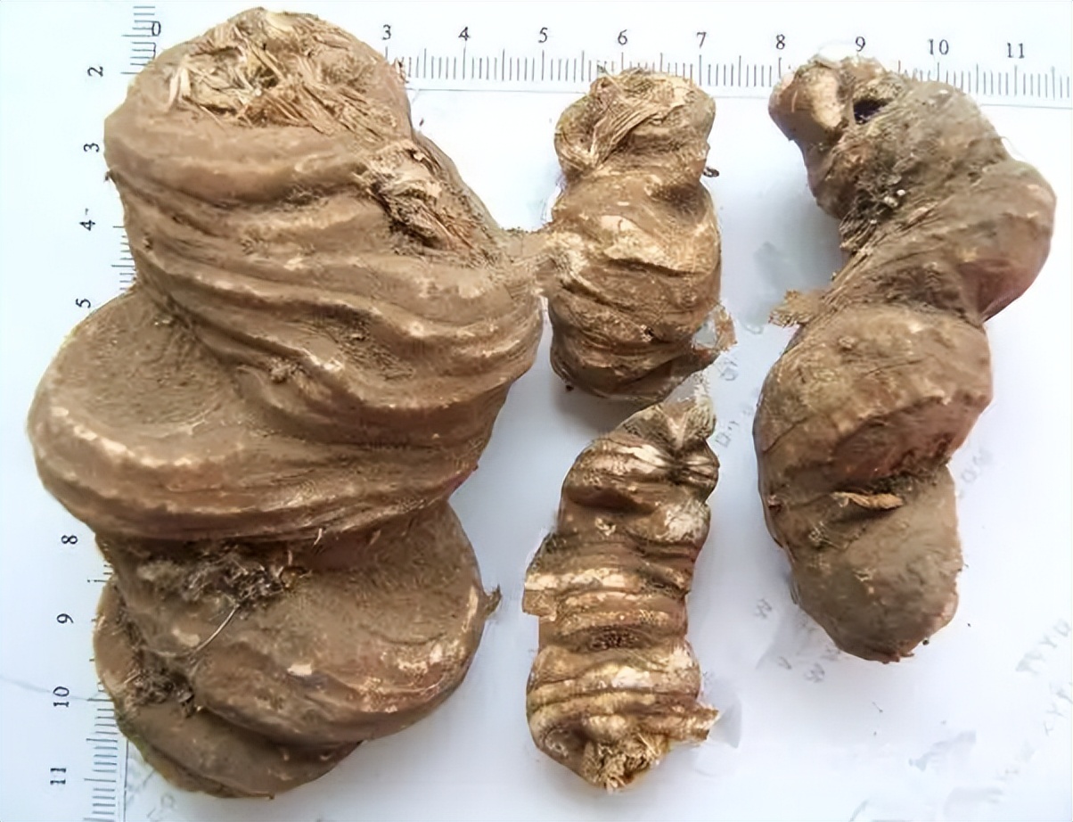 带你识别灵芝,重楼品种识别视频