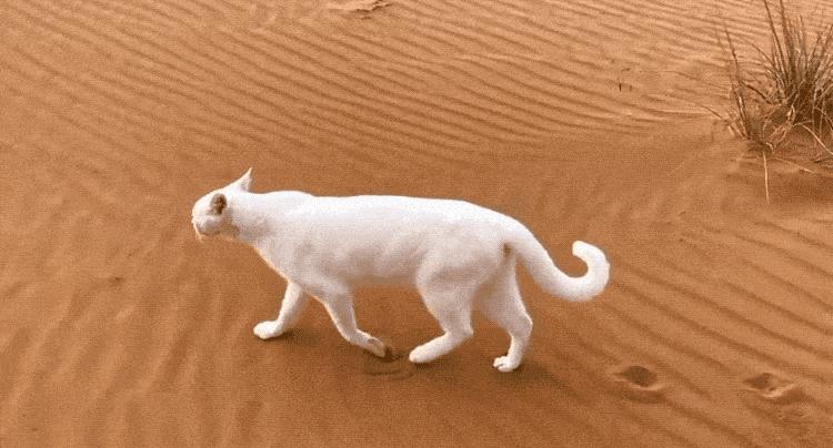 两只猫打架喵星人殊死搏斗满嘴毛,两只猫打架互拔胡子