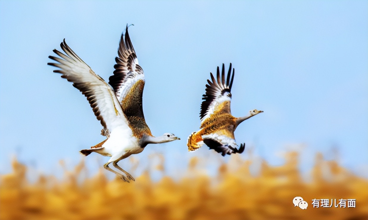 匈牙利国鸟大鸨鸟,匈牙利作为欧盟中的特立独行者