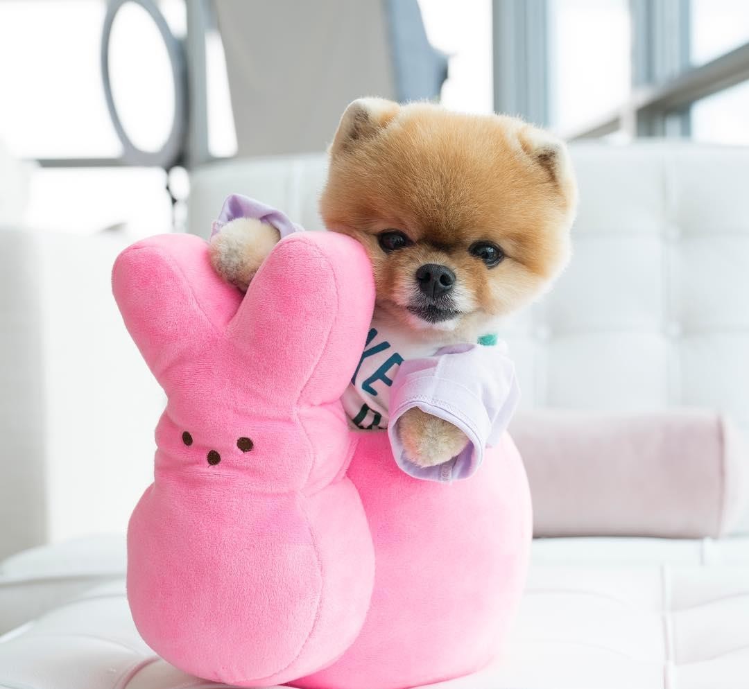 博美骨折,怎样避免博美骨折