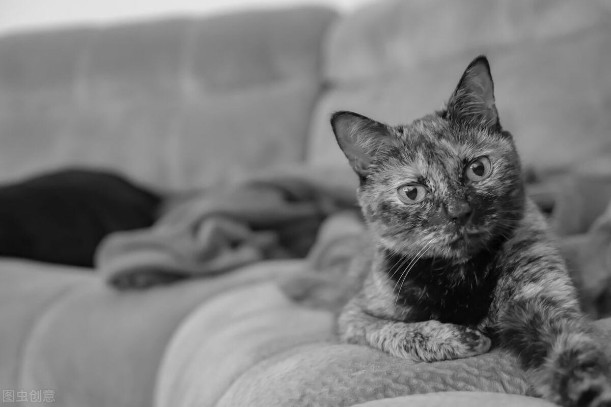 怎么给猫咪饲养环境消毒,如何饲养好银渐层猫咪