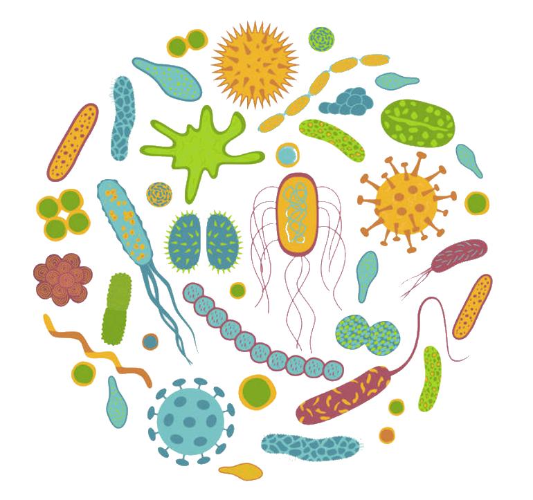 衣原体感染——原因、症状、治疗及预防