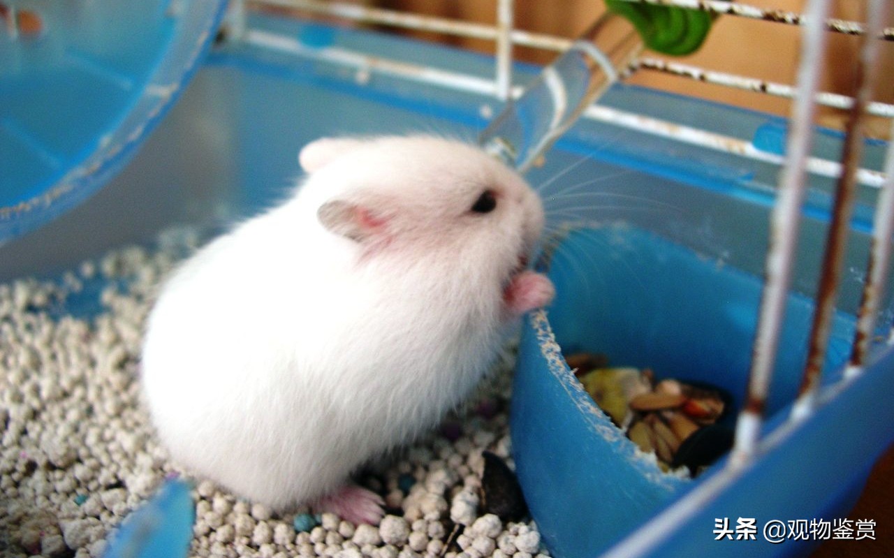 仓鼠喝凉白开还是喝自来水,仓鼠要喝水吗怎么喂