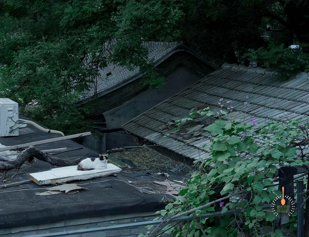 云南高端菜,云南菜高端菜