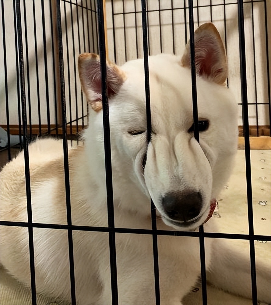 买到星期狗怎么救活,买宠物狗买到星期狗怎么办