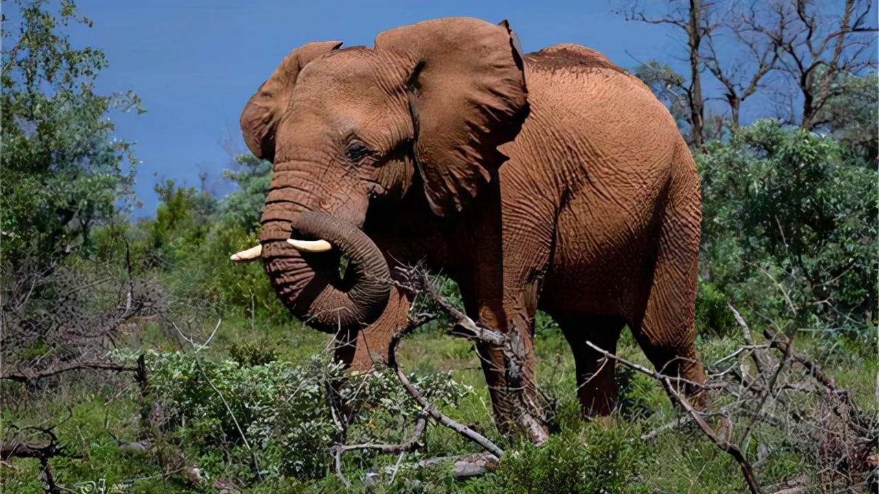 巨型猛犸为何灭绝,猛犸多少年前灭绝的