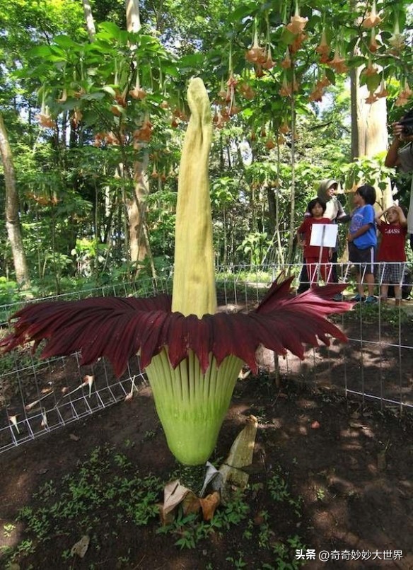 28张图看世界，欧洲贵妇的小便神器，在挪威“当官”的企鹅