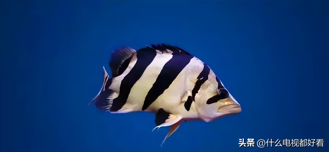 虎鱼从小饲养的正确方法,饲养虎鱼有哪些注意事项