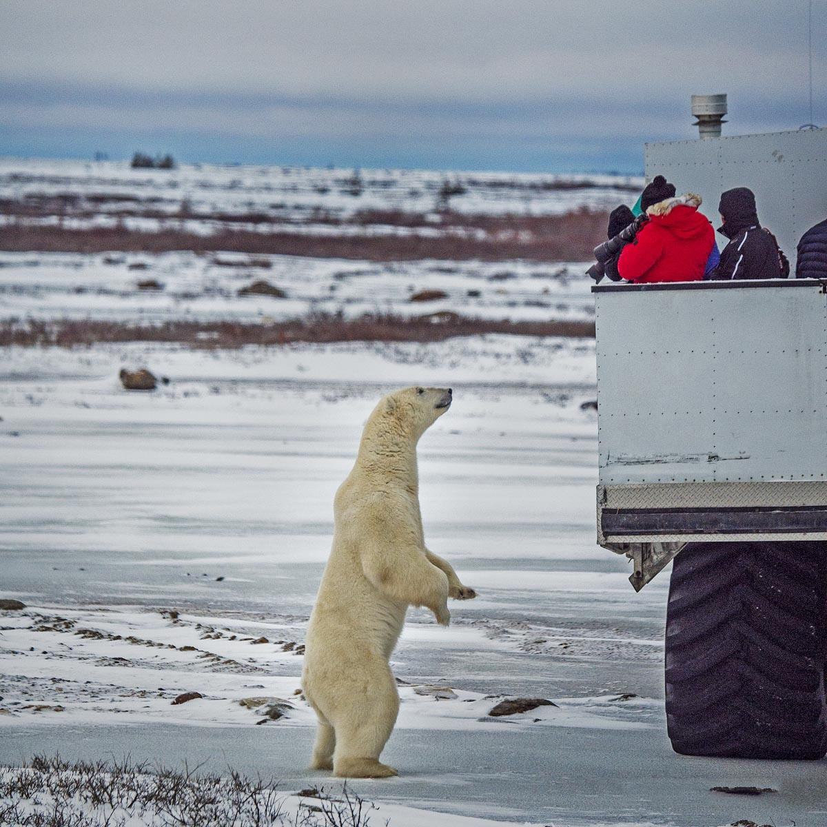 陆地上最厉害的食肉动物是北极熊,北极熊是陆地食肉最强的动物吗