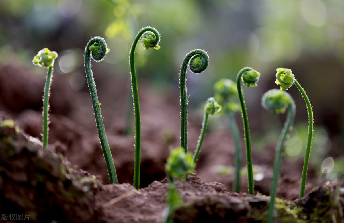 山里面的野生野菜,大山里的多种山野菜图片