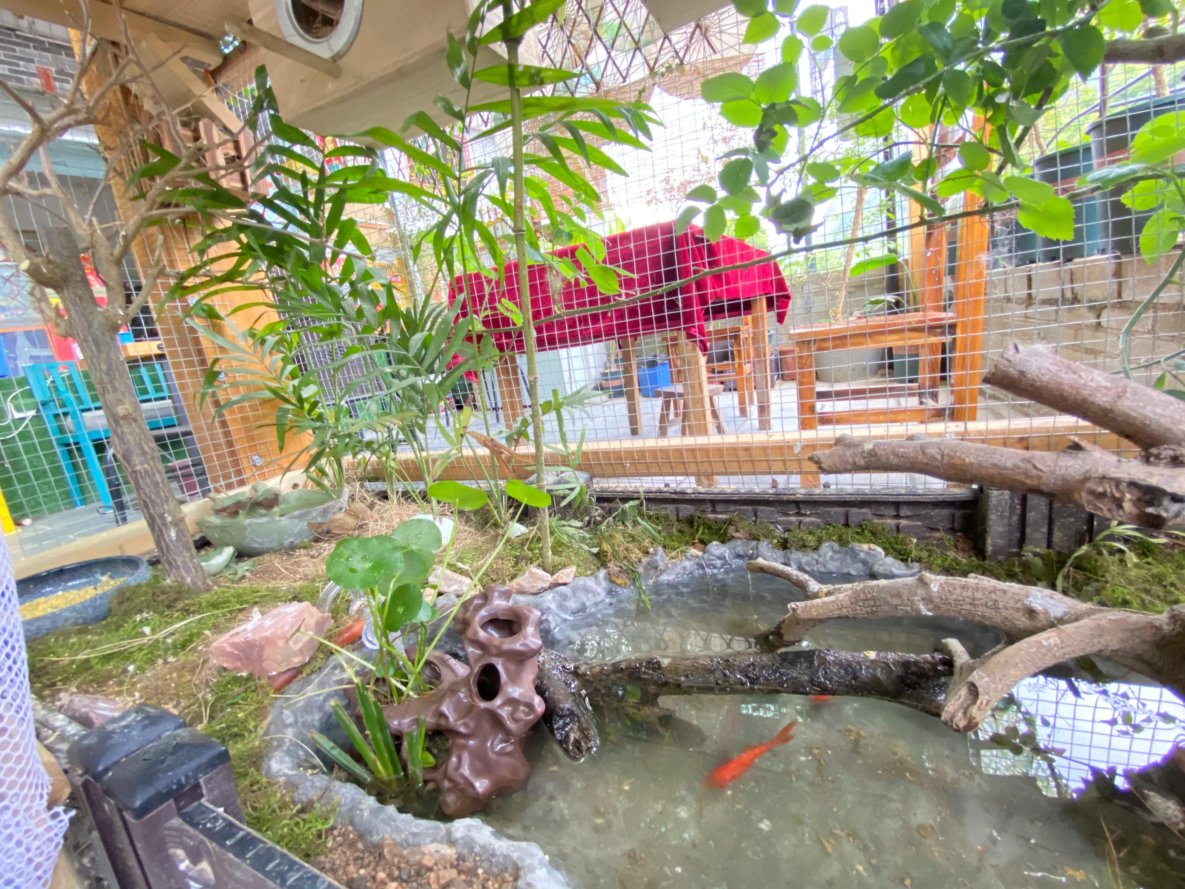 养珍珠鸟的体验！原生态喂养！养出靓丽毛色小鸟！肥肥胖胖的