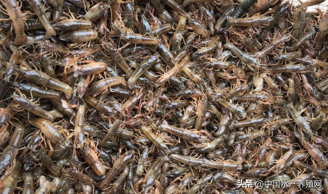 今日小龙虾价格库虾,小龙虾今日价格全国哪里最便宜