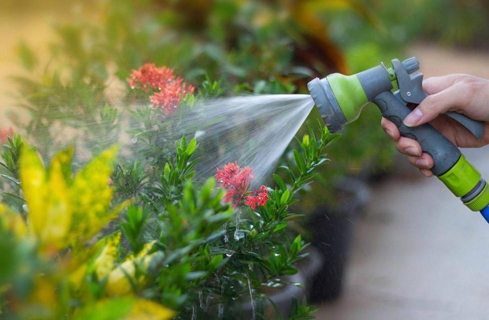 刚移栽花卉如何浇水视频,移栽花卉的方法和注意事项