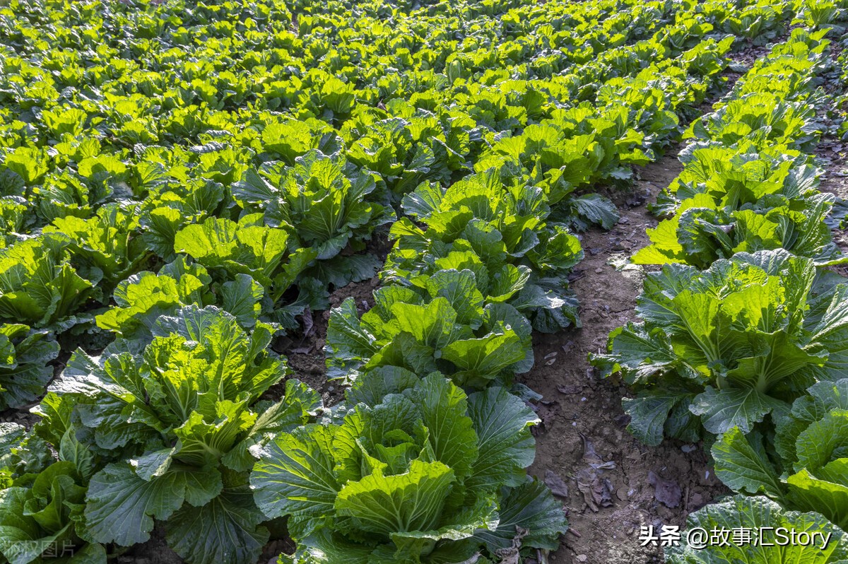 安徽夫妇在俄罗斯远东种菜,销售大白菜的时候被韩国人摆了一道