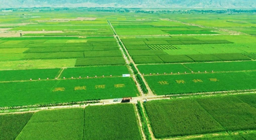 熊猫40年血泪史,大熊猫之殇