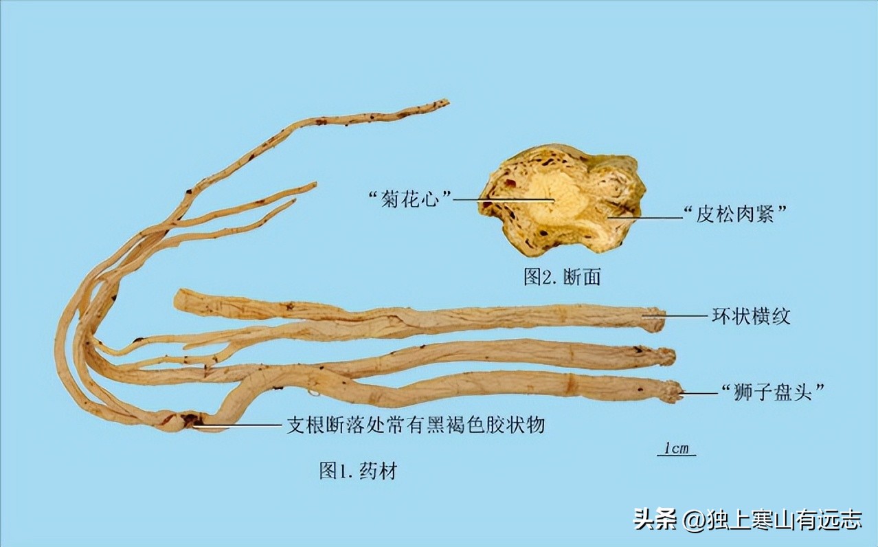 人参的种类和功效大全,人参第一名