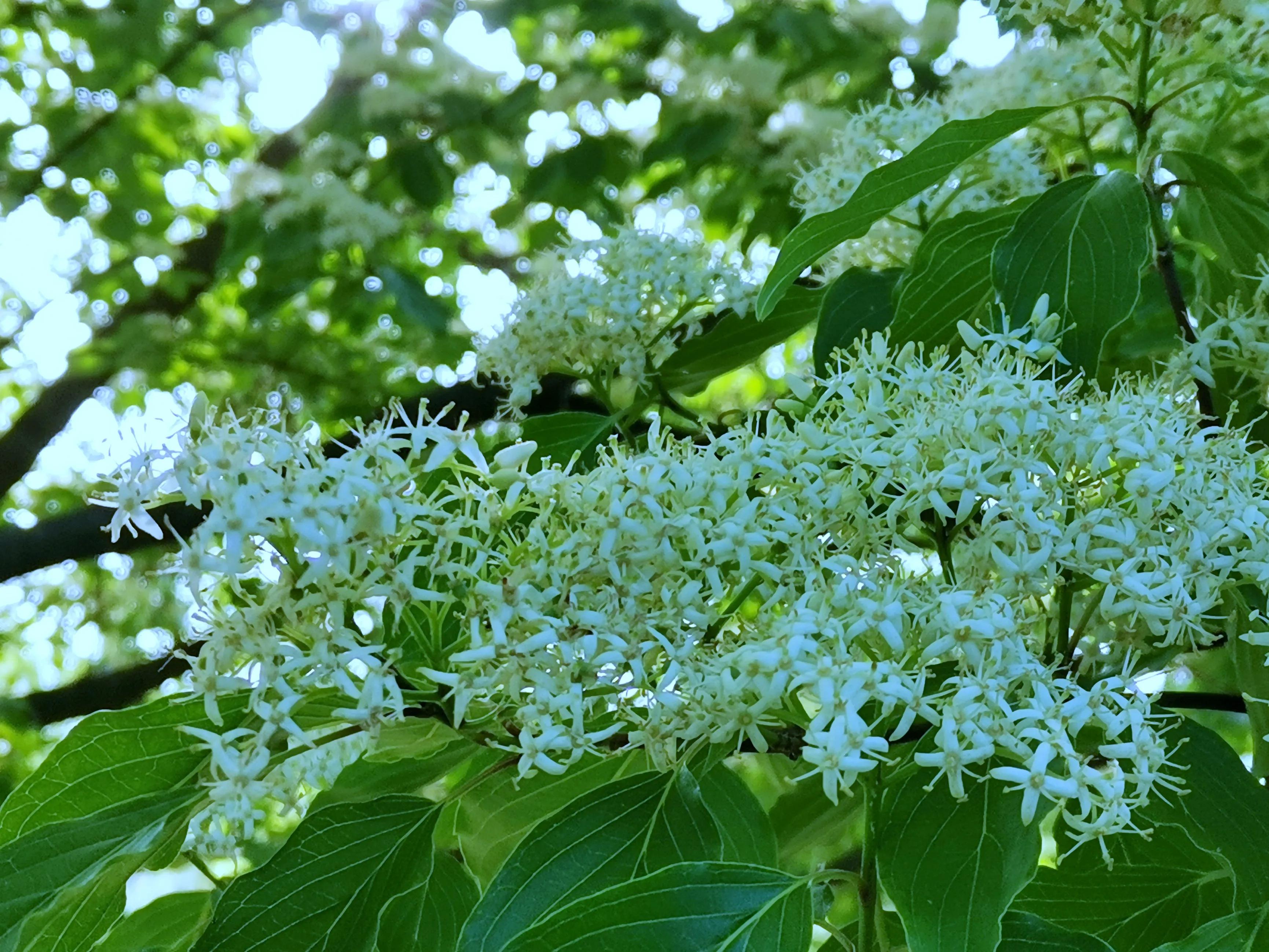 百花酿诗韵芬芳留人间（一）