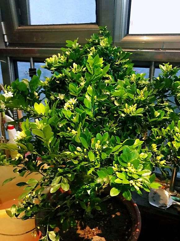 室内香味持久的花卉九里香,水养植物开花九里香