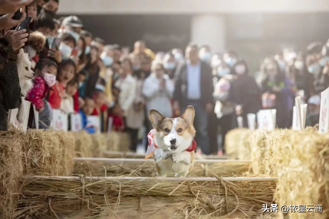 深挖人宠双向友好型空间,观澜湖集团带来哪些值得借鉴的经验?