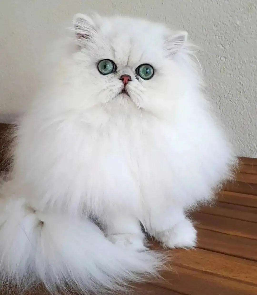 猫每天带你们认识不同品种的猫,猫咪品种知多少你都认识哪些猫