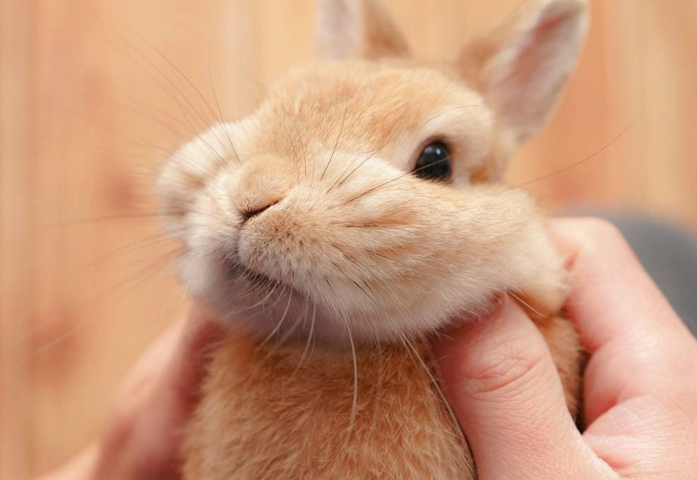 兔子必须喝凉白开吗,兔子需喝大量水对吗