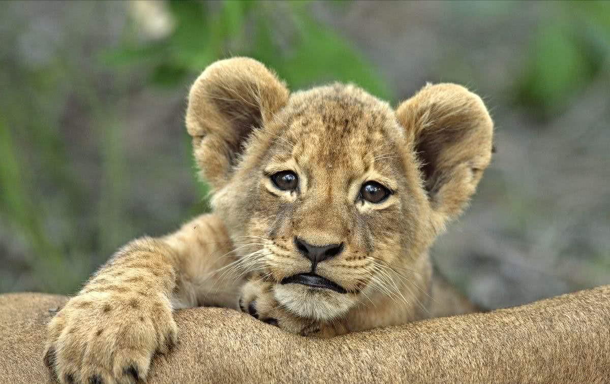 小男孩路边捡到一只小黄狗,男子捡到一只小黄狗自带笑脸