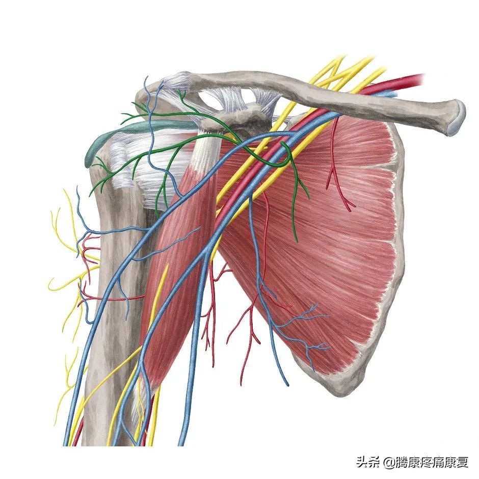 肩部扭伤长期疼痛怎么办,肩部运动操缓解肩部疼痛