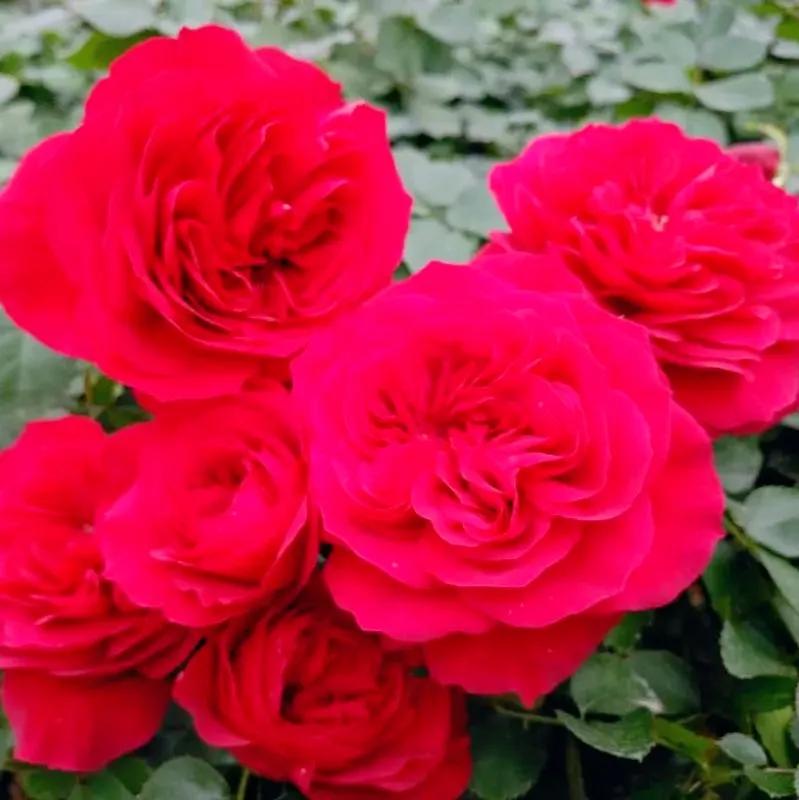 我爱月季花完整版,我爱月季花300字作文