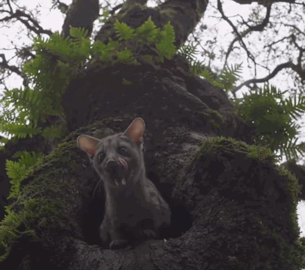 小灵猫深圳,深圳小灵猫