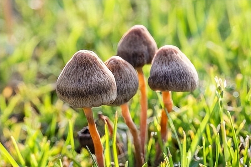 云南农村小伙捡到一只小猫,小伙捡到一只活体小猫