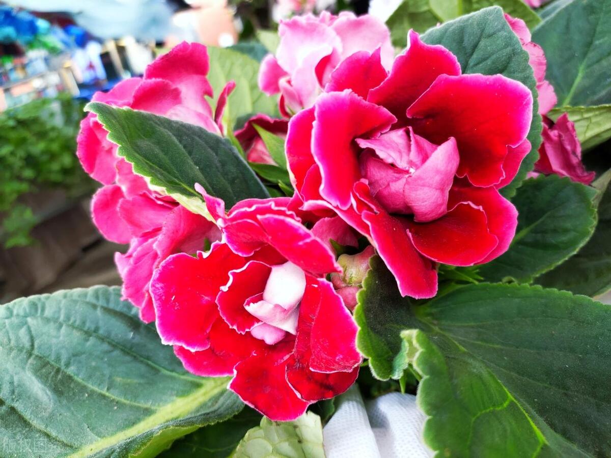 大岩桐花没开花苞蔫了怎么回事,草本牡丹花的各种图片