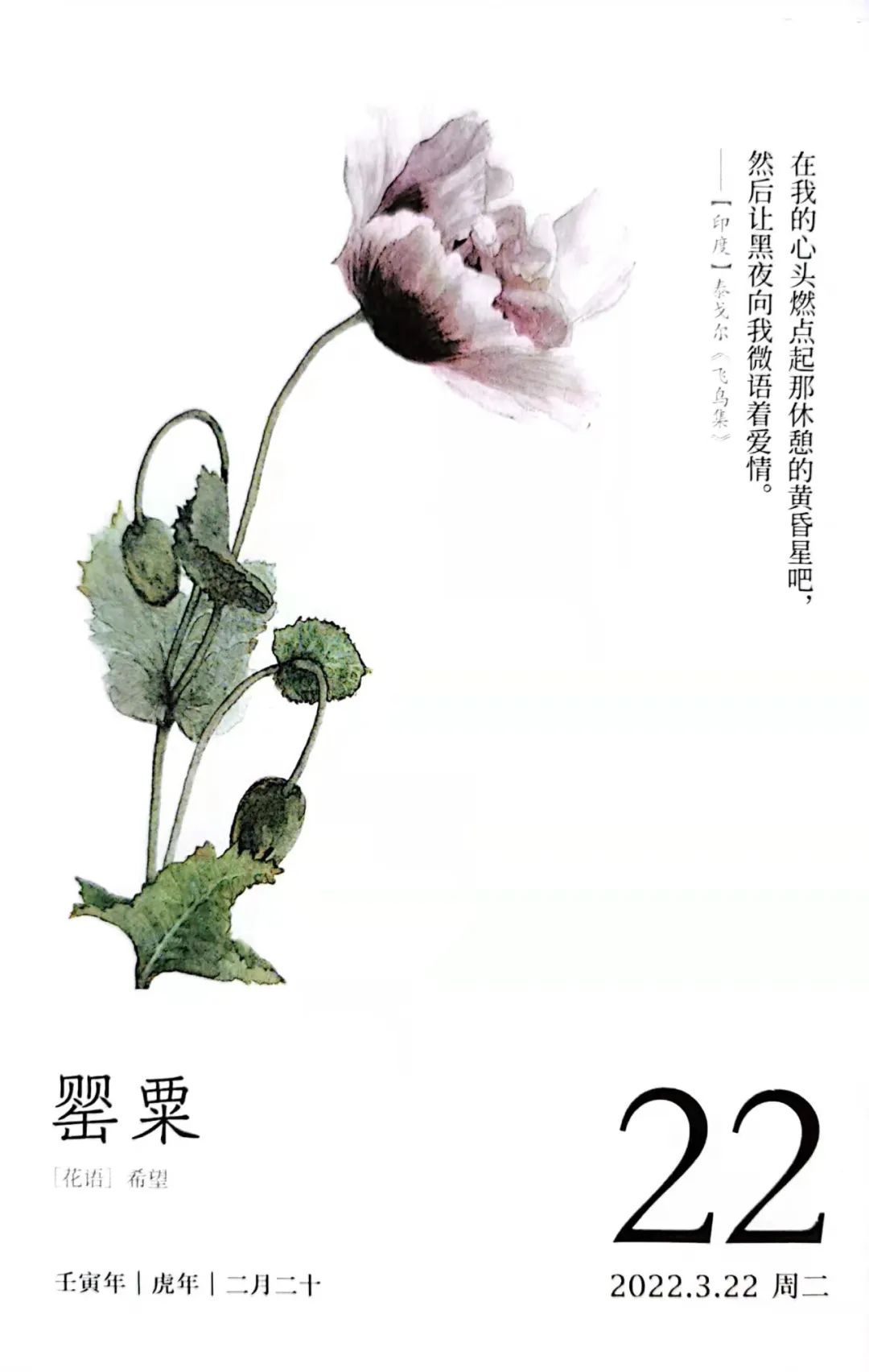 *粟罂**花,珍爱生命,远离*品毒**|花名册No.00076