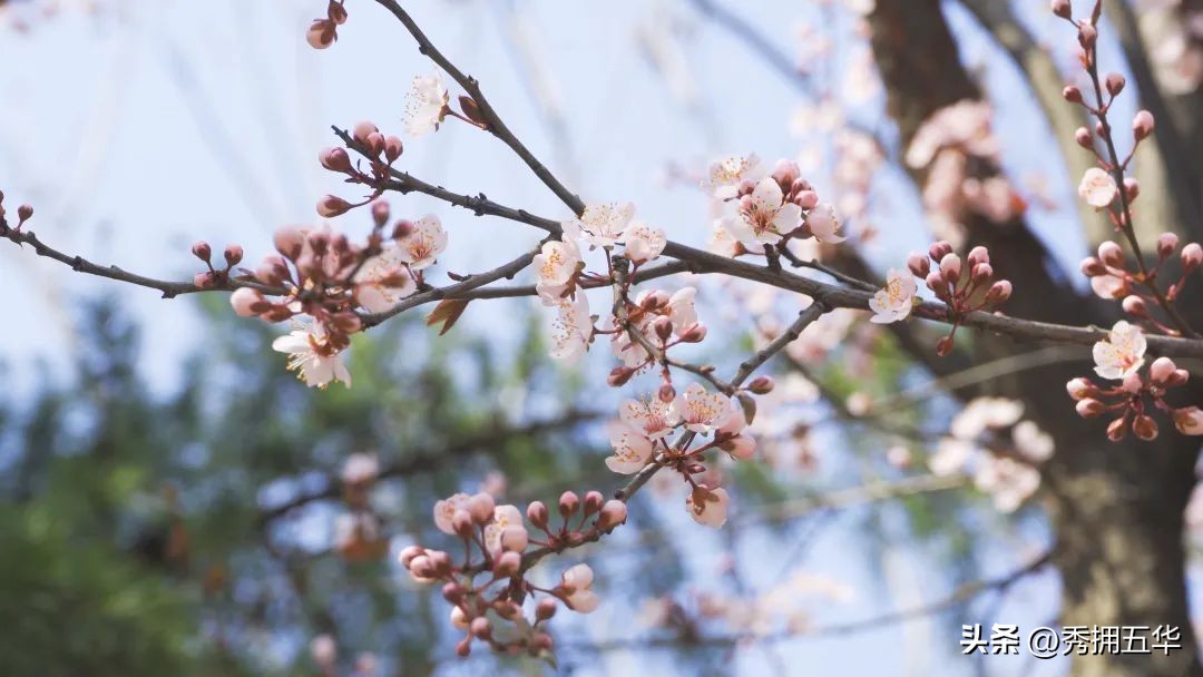 把春天装进校园里作文,把春天装进眼里