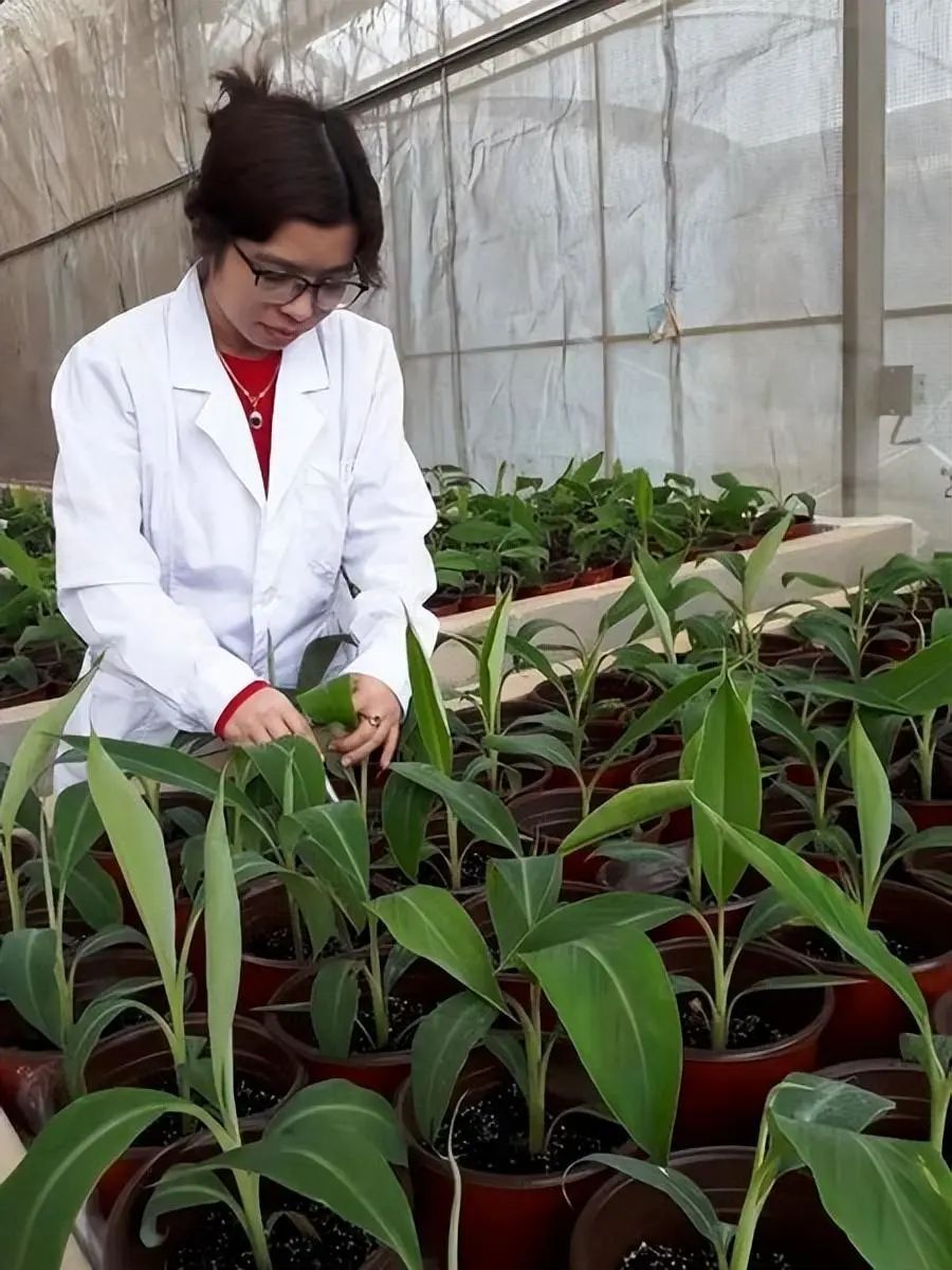 东盟农业合作平台,中国东盟现代农业科技合作园