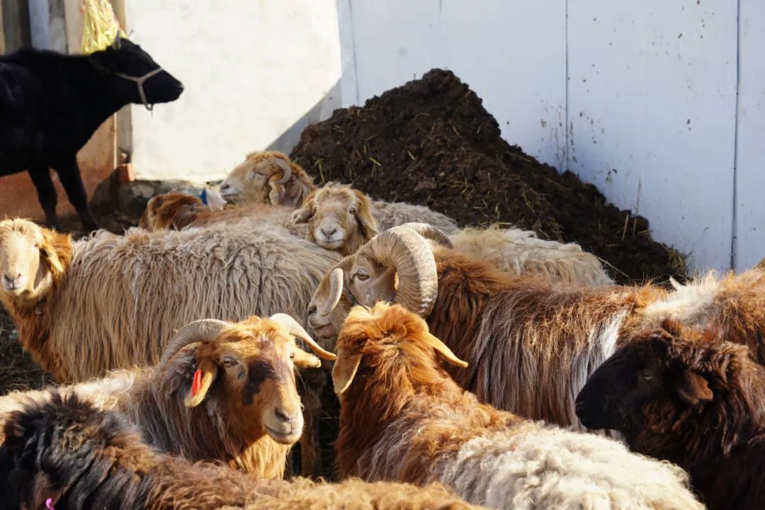 手工纯皮马鞭,农村手工制作鞭子