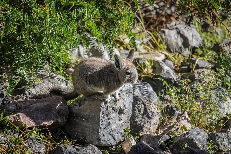 素食宠物食品,素食宠物零食有哪些品种