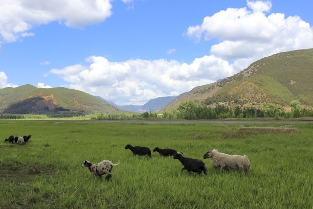 牛羊喂干草好，还是青草好，如何让牛羊吃饱？
