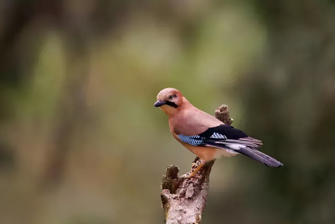 菜吧：采摘、垂钓、认养做不好？这样升级还能找条活路