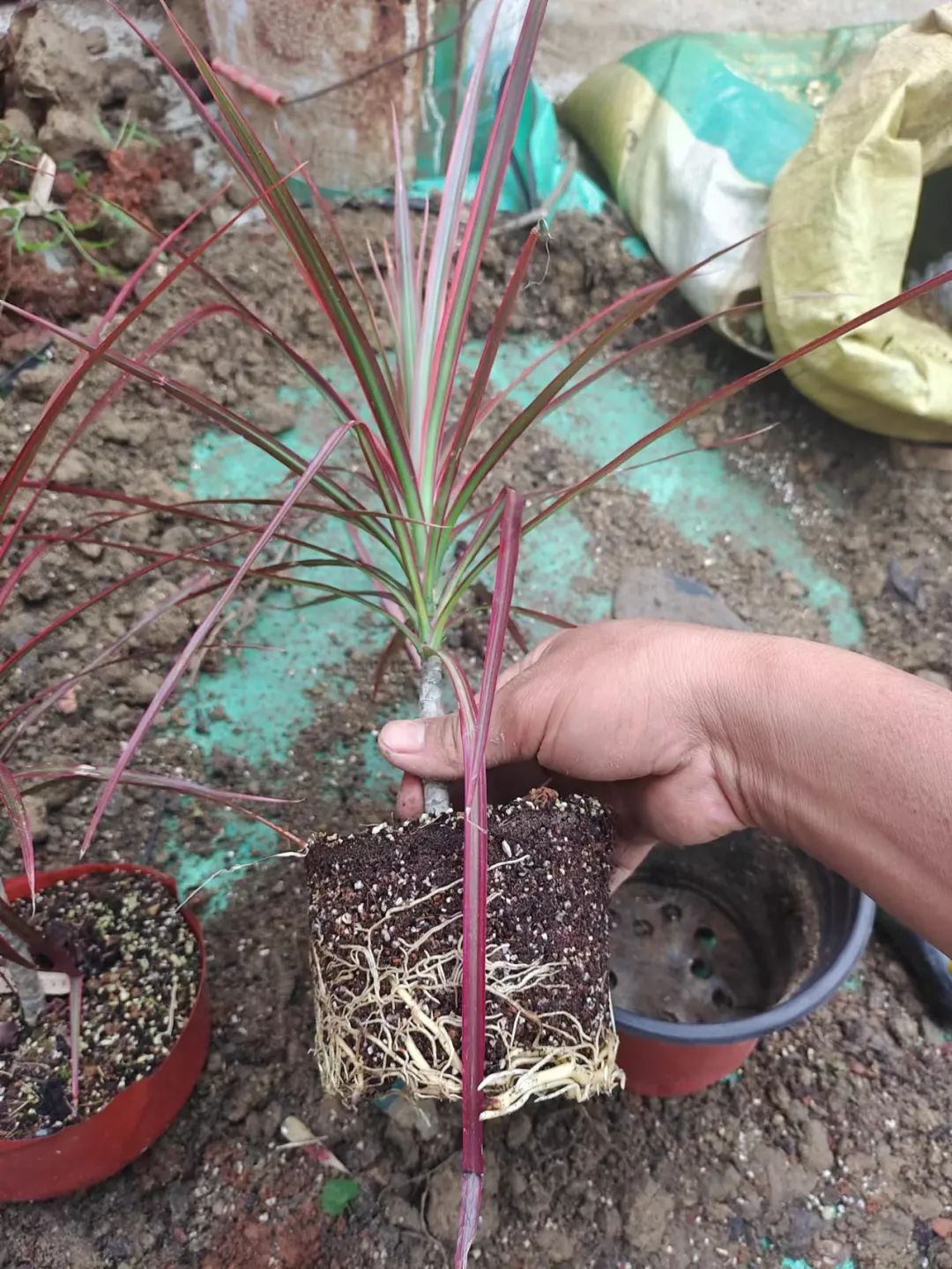 千年木树顶发黄怎么办,千年木叶子变软耷拉