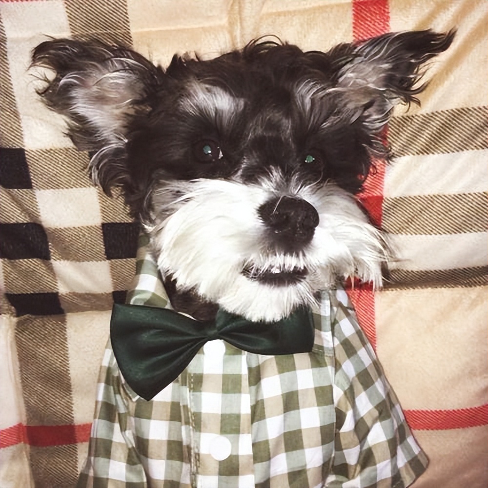 通人性的狗是什么狗,狗界最傻的4种狗