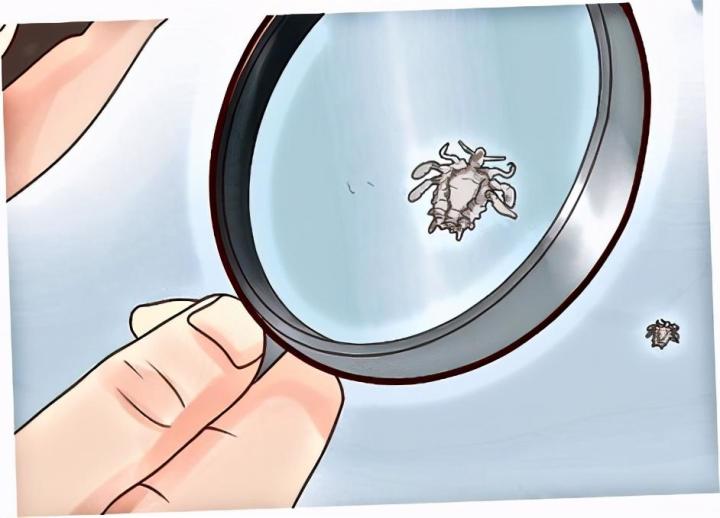 阴虱是怎么生成的为什么会长阴虱,阴虱病是怎么传播来的