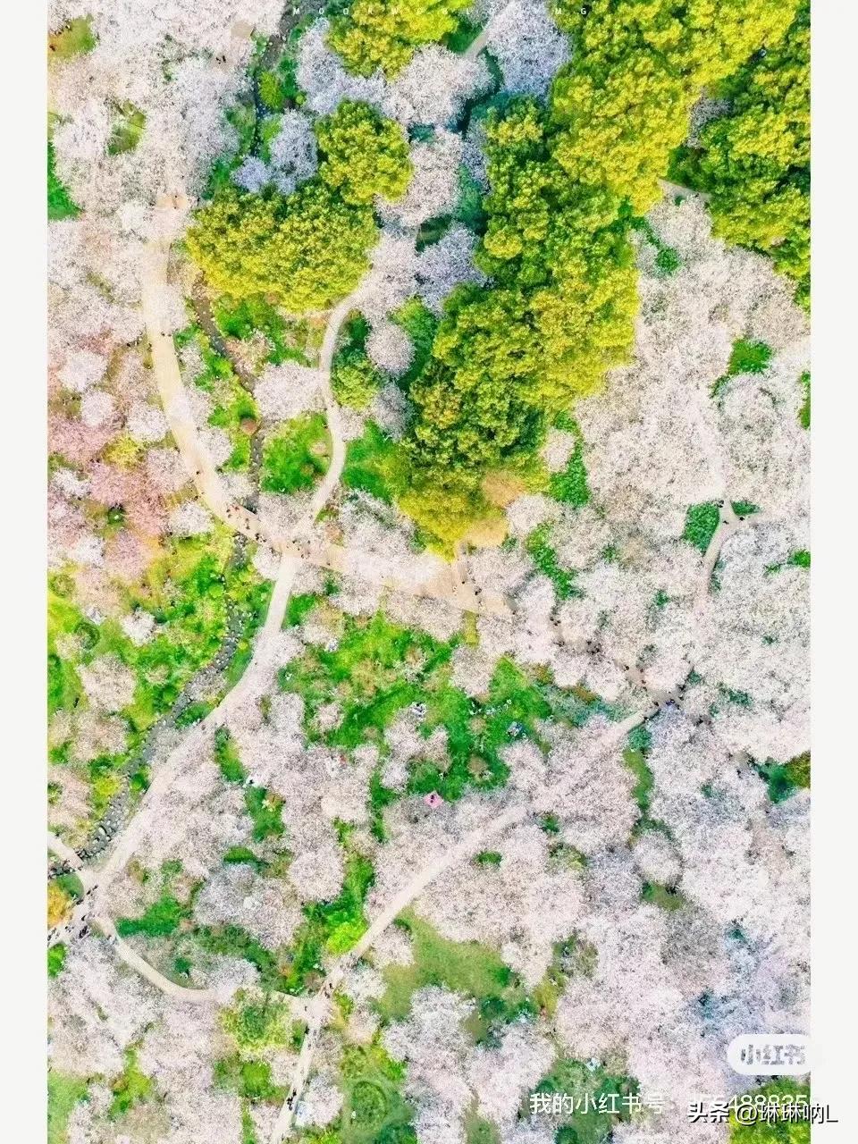 贵州平坝黑金1952酱酒53度,贵州老字号平坝酒53度酱香型