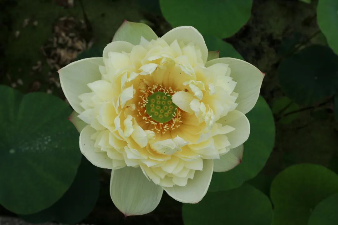 绝美的荷花品种大全图集,超好看荷花品种大型荷花