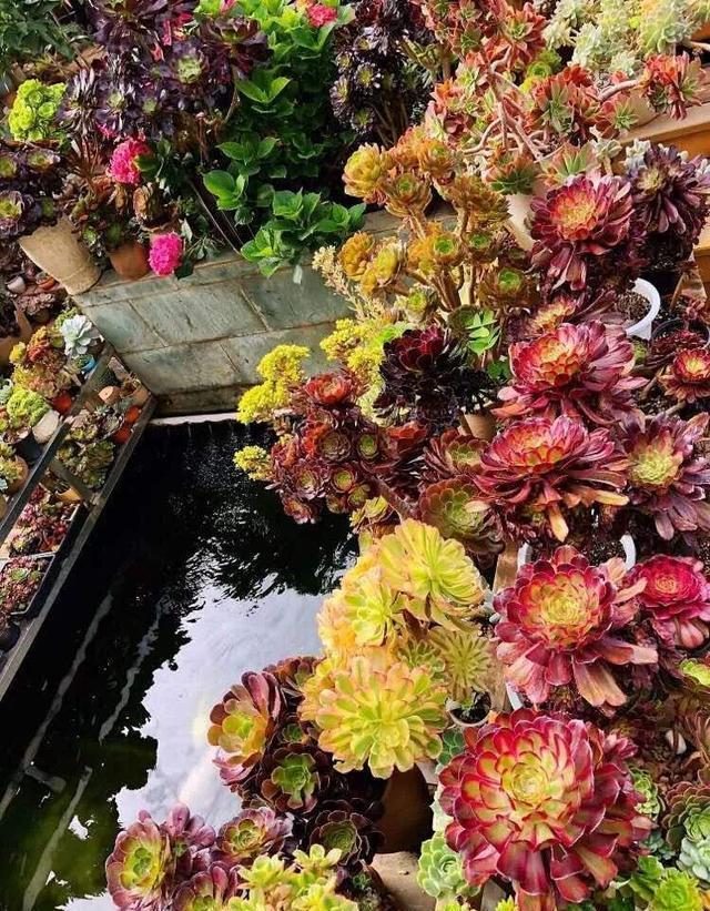 哪些室内花花期长又好养,室内养太多花好吗