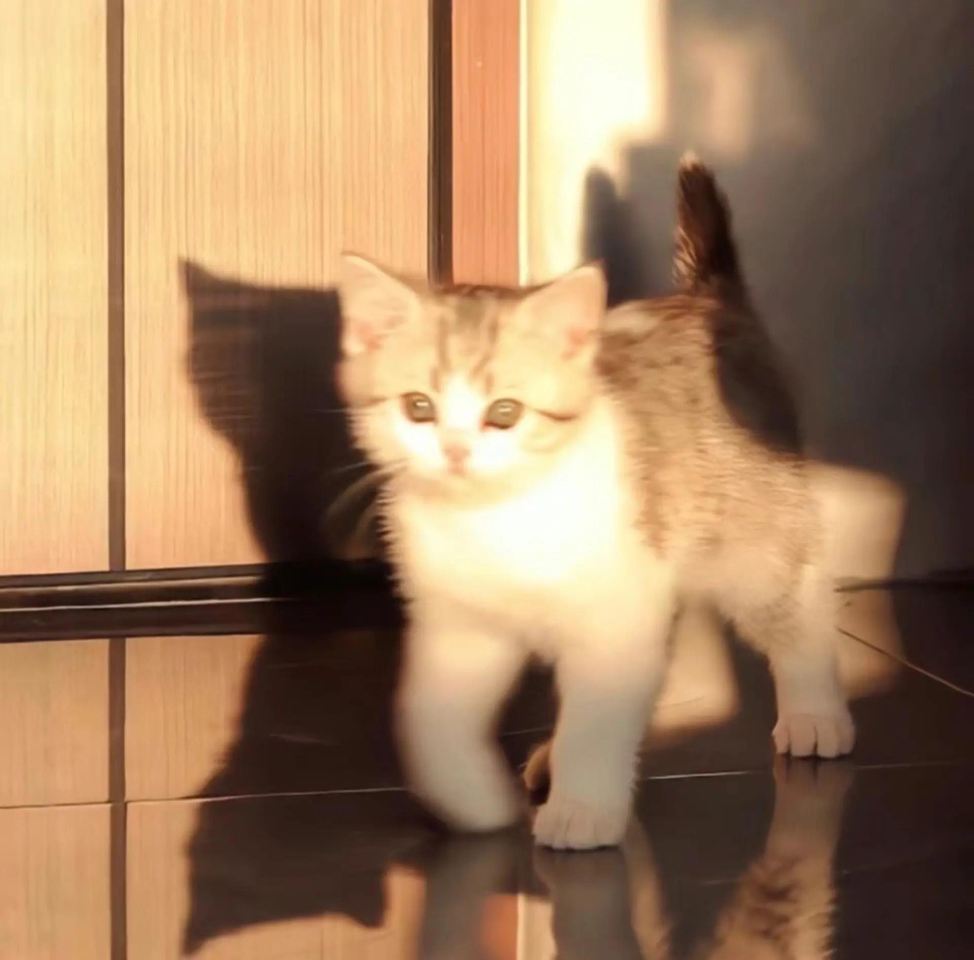 萌萌小猫头像大全可爱,动物头像猫咪可爱